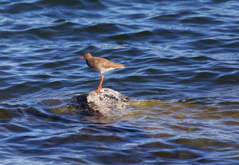 Fågel ute på en sten vid vattnet längs Sörmlandsleden
